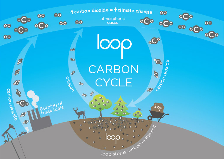 loop carbon cycle