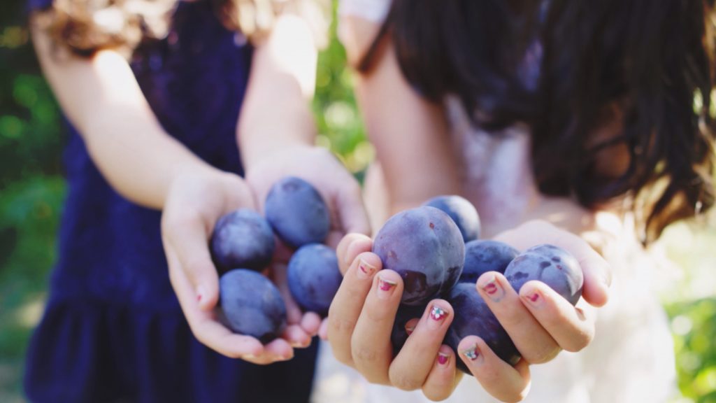 Plums at CitySoil Farm