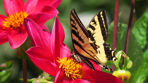 Swallowtail on flowers grown with GroCo compost