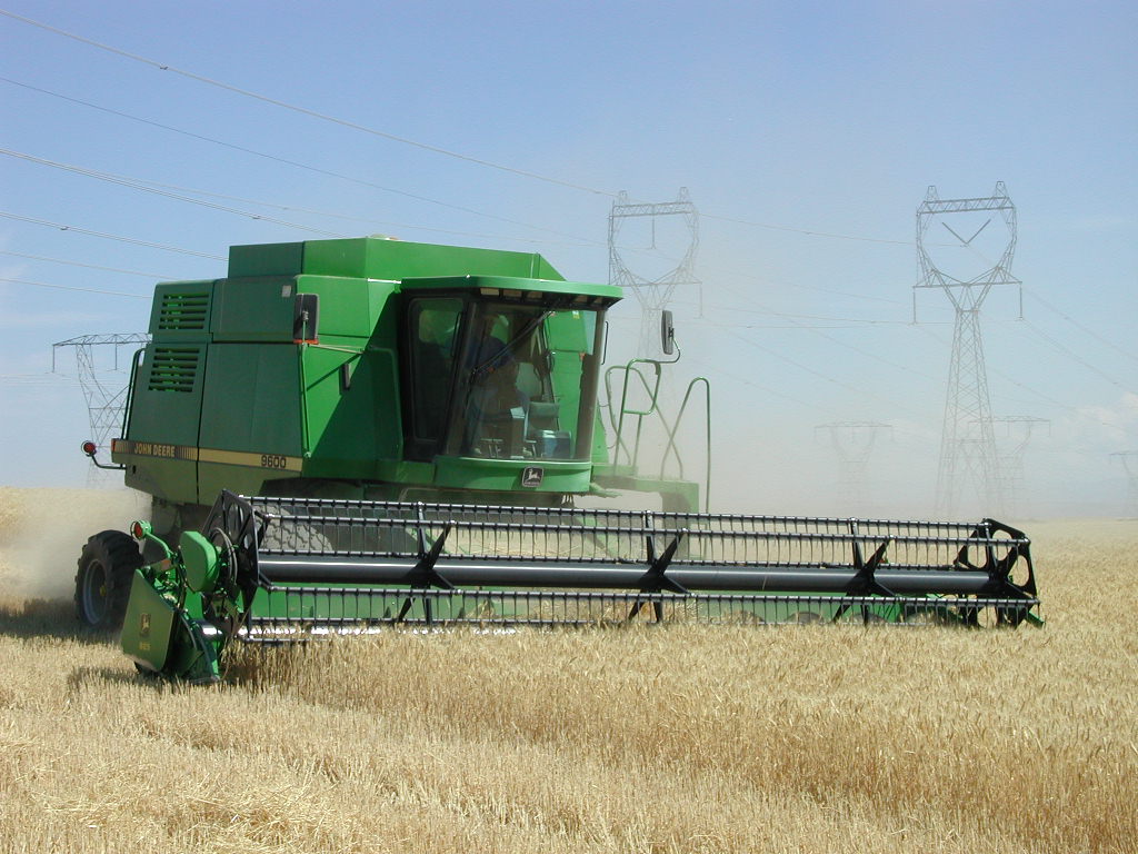 Wheat field