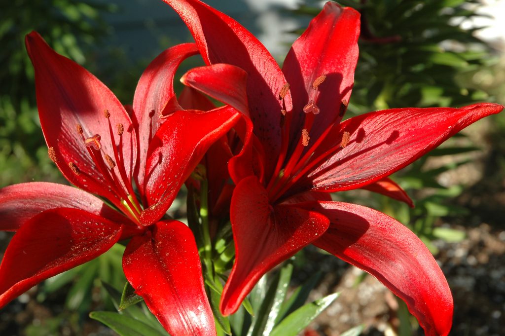 Blood lilies 