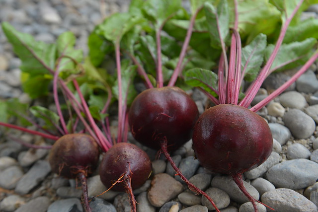 beet grown with compost